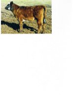 2007 calves Oct. SH + Heifer.jpg