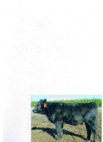 2007 calves Sept. Macho Heifer.jpg