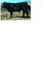 2007 calves Sept. In Focus Bull Calf ( Reg.).jpg