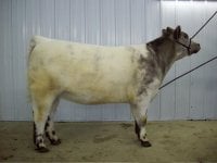 shorthorn heifer-profile.JPG