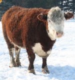 mini hereford1.JPG