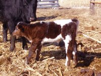 08 Calves 1 Blue Hfr.jpg