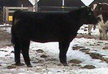 June%20Heatseeker%20steer%201_small.jpg