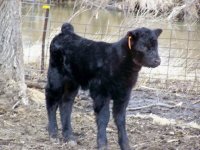 08 Calf Pictures Dads Ruby.jpg