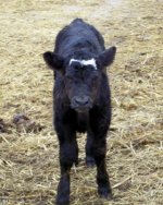 08 Calf Pictures Dads New Edition HFR.jpg