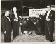 EBAY shorthorn picture.jpg