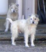 Resize of Re-exposure of Re-exposure of jake and queenie 1.jpg