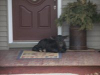 Calf on porch 012.jpg