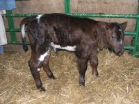 CF Kingstone calf.jpg