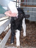 newcalves&puppy_024_(3)[1].jpg