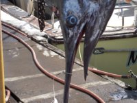 fishcompress.JPG