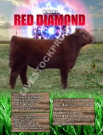 Hi-View Red Diamond.jpg