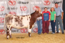 Champion%20Shorthorn%20Heifer.jpg