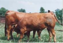 Tarentaise_cow_calf.jpg