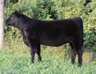 Heatwave heifer 080309 117 web.jpg