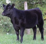 Heatwave heifer website web.jpg