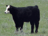 259calf1.gif