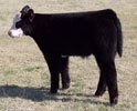 golden-child-calf-100.jpg