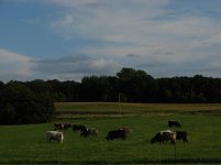 Oakbar cows 8-9-09.JPG