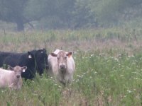 Nebergall Cows in mist.jpg