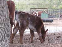 Lola calf 2.jpg