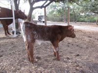Lola calf.jpg