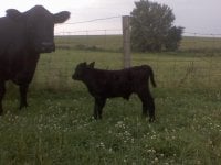 L36 bull calf.jpeg