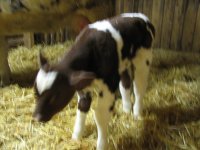 Tommy and calves 037.jpg