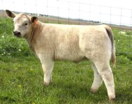 Tinman heifer.jpg