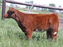 Doube Vision Heifer 2.jpg