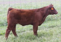 H.W. x 6224 steer.jpg