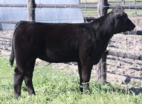 H.W. x 6224 heifer.jpg