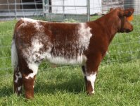 D.V. x Jiffy steer.jpg