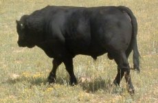 bullbehind.JPG