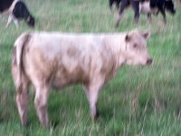 alias x jazz heifer.jpg