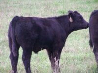 paddy x meyer steer.jpg