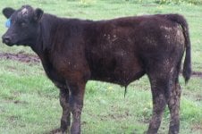 5122 heatwave steer.jpg