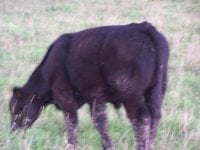 paddy x ali steer.jpg