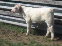 Asset X D11 ET Steer resize.JPG