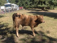 Char Steer.JPG