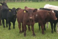 3 steers.jpg