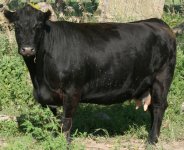 crop 2009a.jpg
