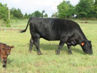 cows 012.jpg