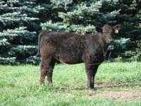 Dr Who x Molly heifer 8-28-09.JPG