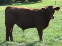 JPJ x 10 Queens steer 8-28-09.JPG