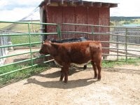Tommy and calves 063.jpg