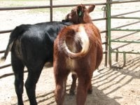 Tommy and calves 065.jpg