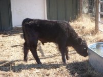 658 bull calf.jpg