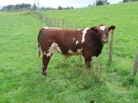 Saskvalley Pioneer X Prairie Lane Sparkle bull calf at Alvie Estates (2).jpg