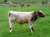 Saskvalley Pioneer X Prairie Lane Sparkle bull calf at Alvie Estates.jpg